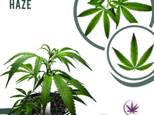 Cannalope Haze 24% THC