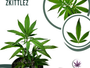 Gorilla Zkittelz 24% THC