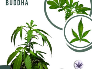 Laughing Buddha 27% THC