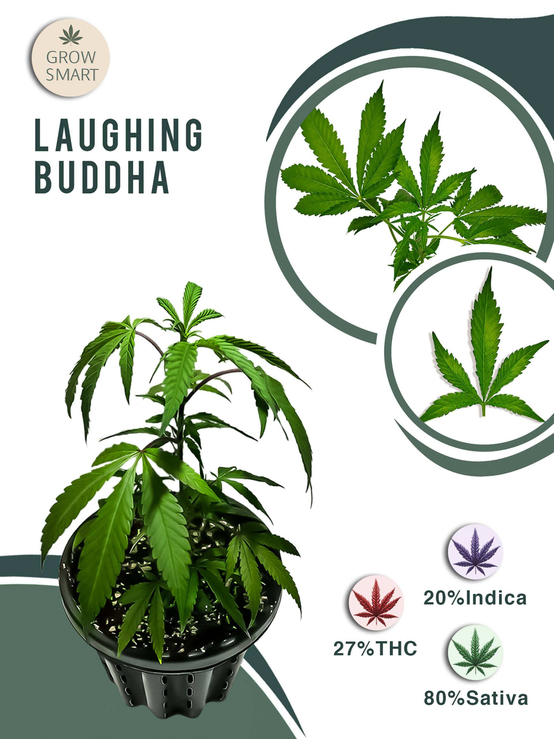 Laughing Buddha 27% THC