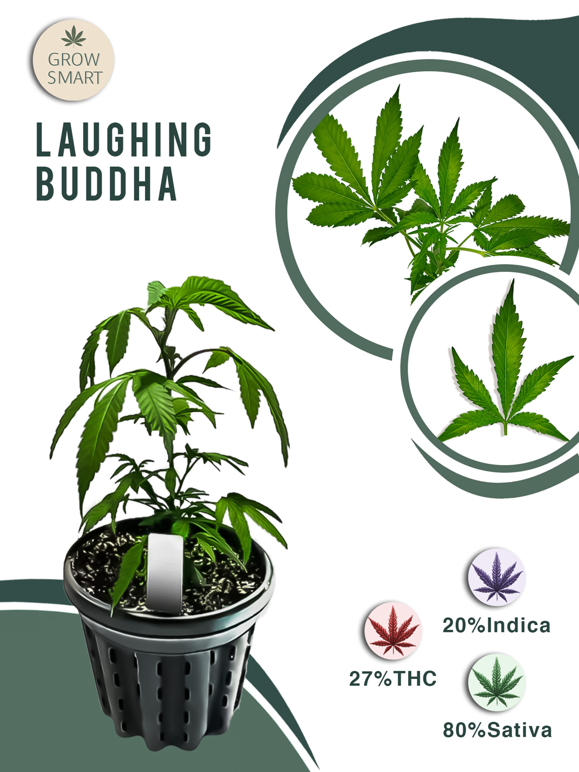 Laughing Buddha 27% THC – Bild 2