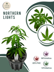 Northern Lights 20% THC