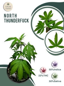North Thunder Fuck 22% THC