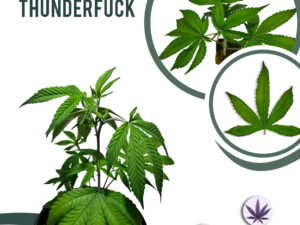 North Thunder Fuck 22% THC