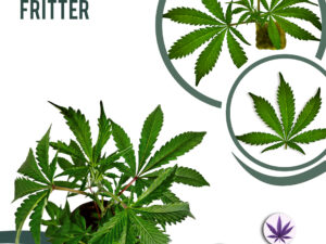 Apple Fritter 28% THC