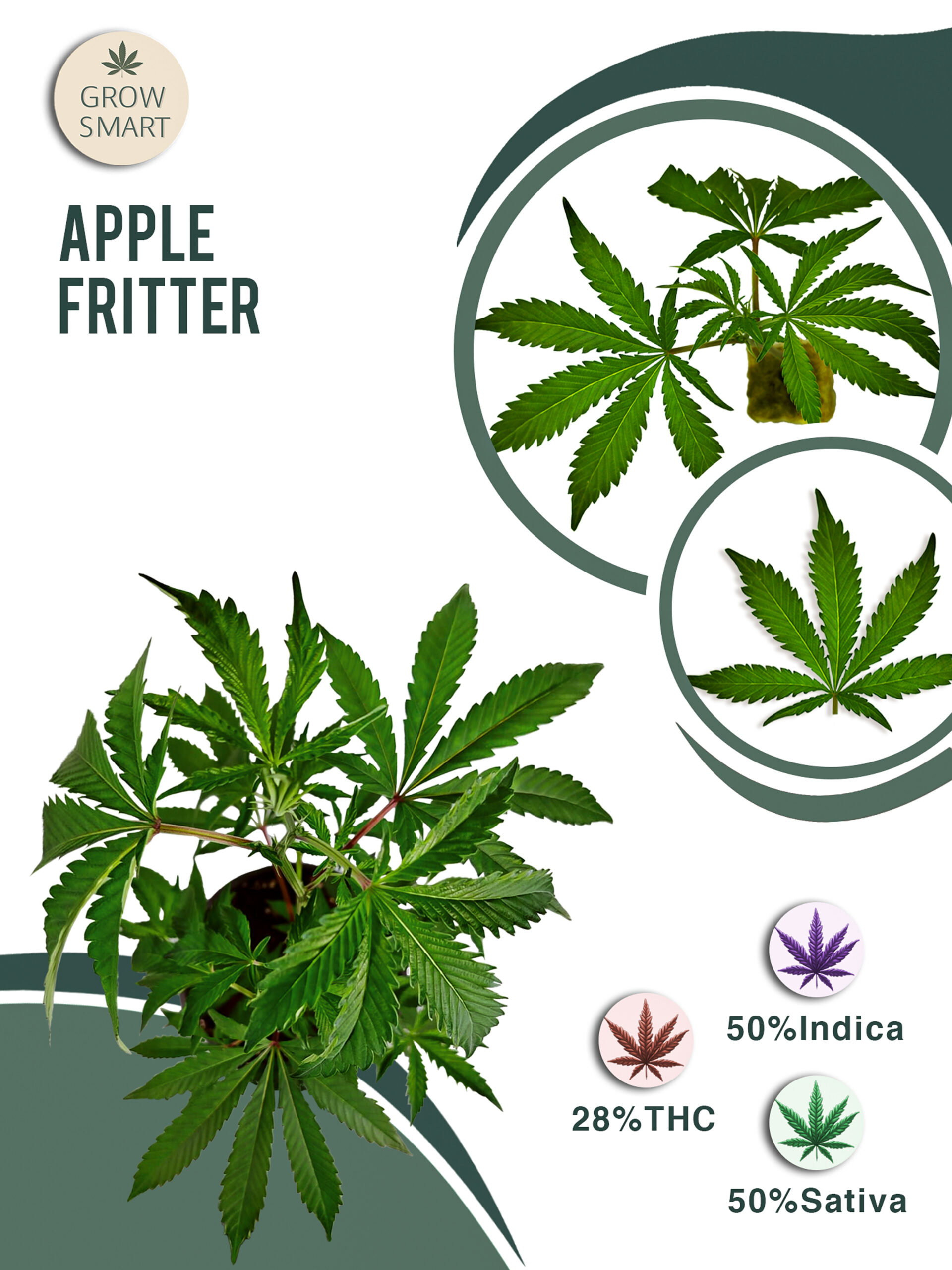 Apple Fritter 28% THC