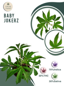 Baby Jokerz 30% THC
