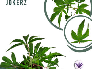 Baby Jokerz 30% THC