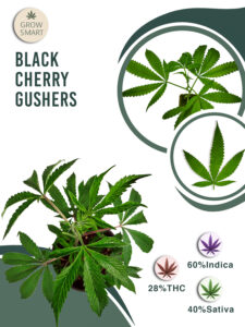 Black Cherry Gushers 28% THC
