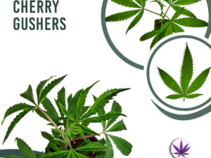 Black Cherry Gushers 28% THC