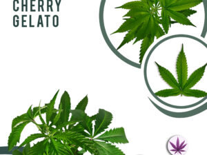 Lemon Cherry Gelato 29% THC