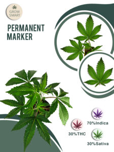 Permanent Marker 30% THC