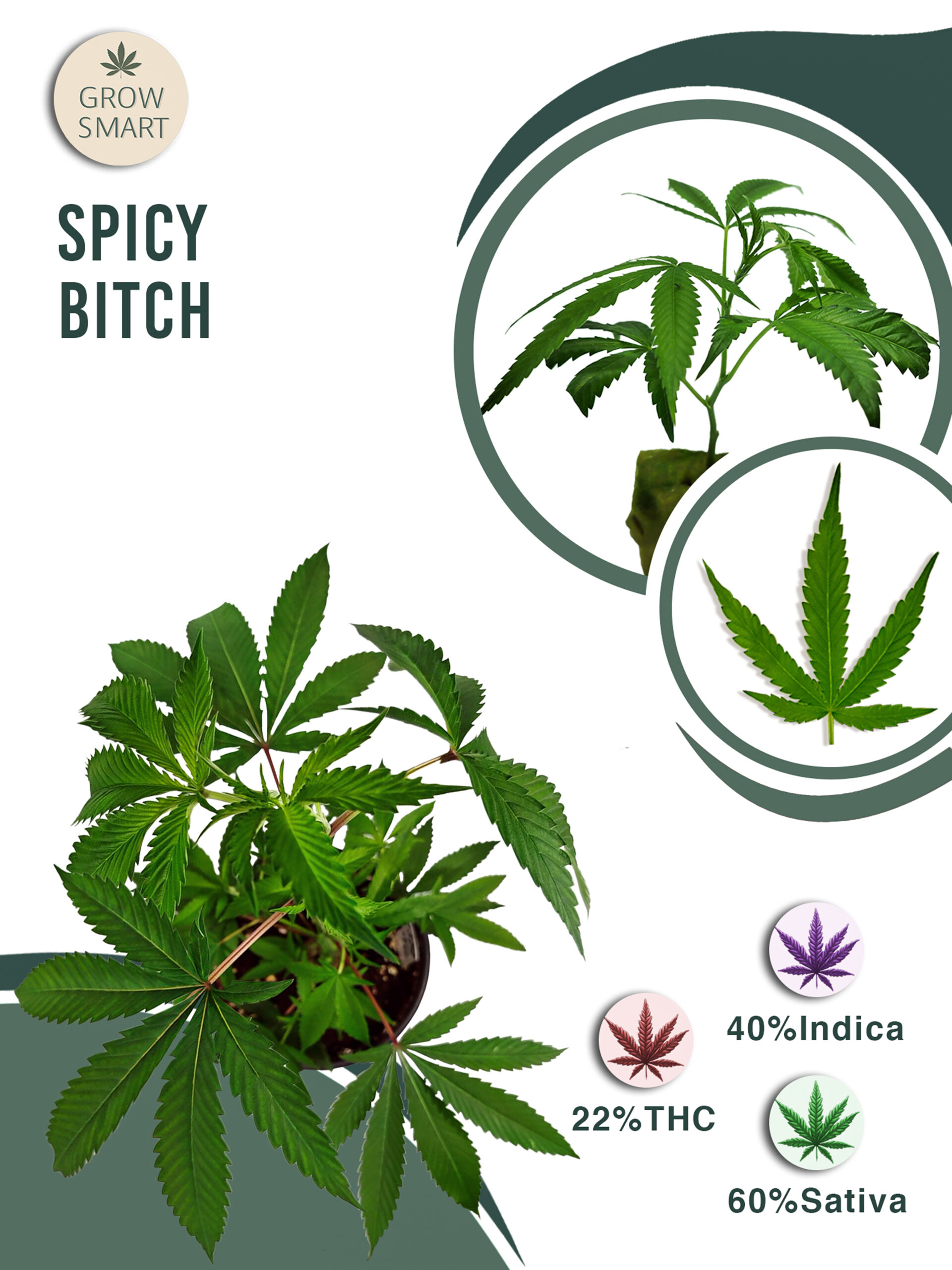 Spicy Bitch 22% THC