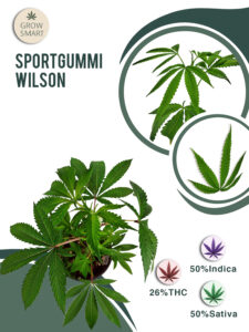 Sportgummi Wilson 25% THC