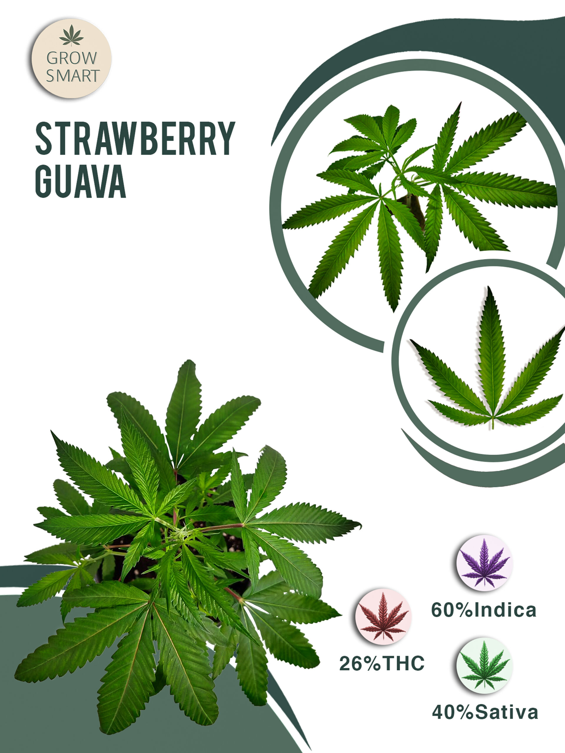 Strawberry Guava 26% THC