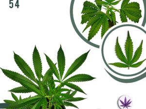 Studio 54 26% THC