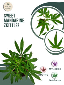 Sweet Mandarine Zkittlez 24% THC