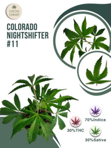 Colorado Nightshifter 30% THC