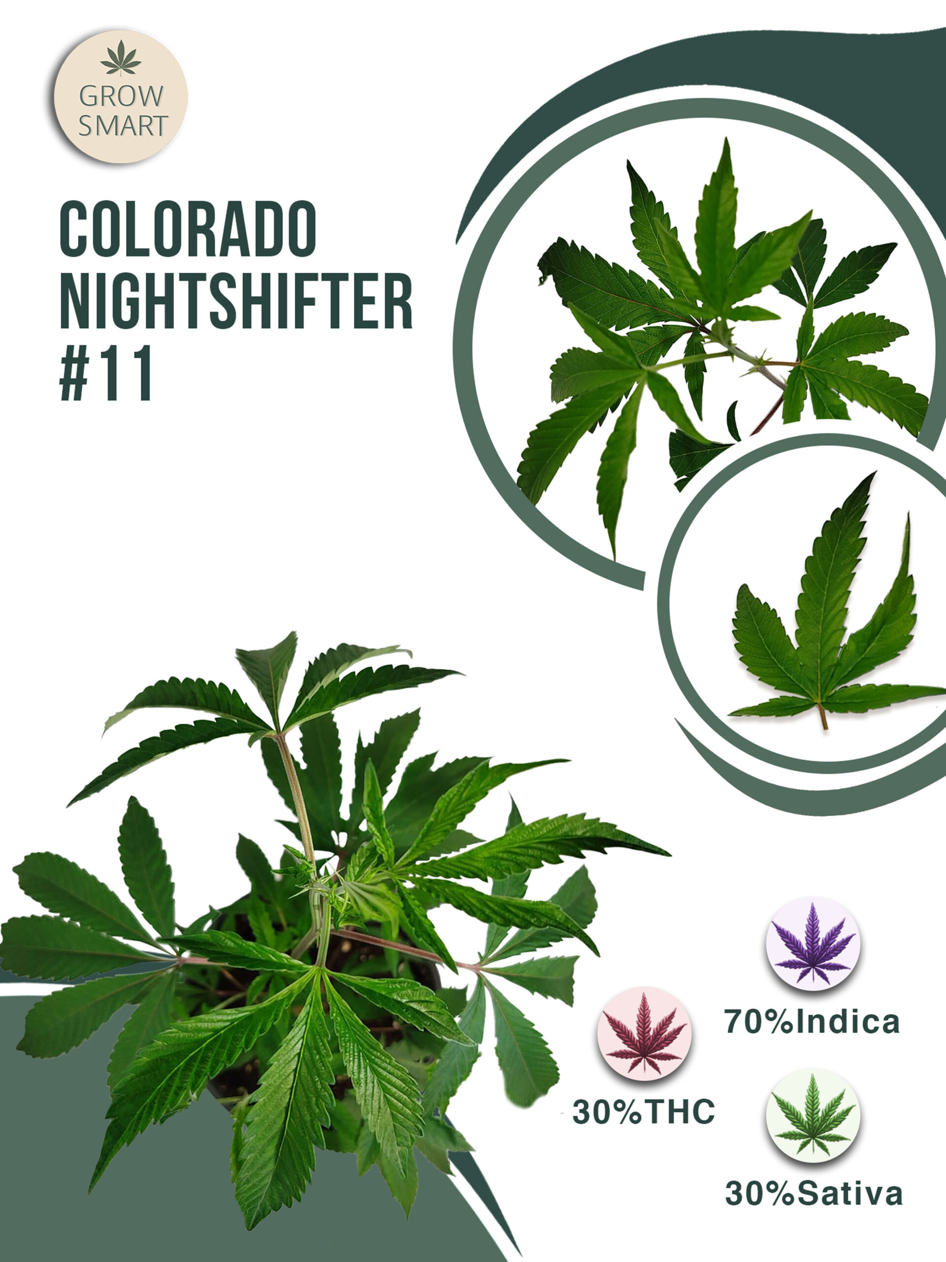 Colorado Nightshifter 30% THC