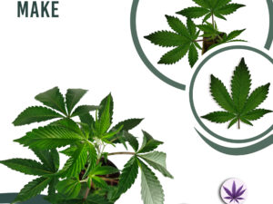 Monstermaker 30% THC