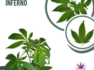 Dante’s Inferno 32% THC