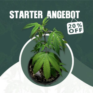 Starter - Paket (20%)