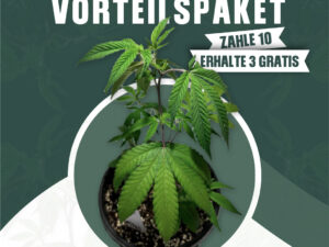 Grow Plus (10 + 3)
