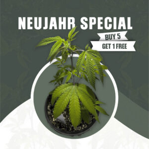 Neujahr Special (5 + 1)